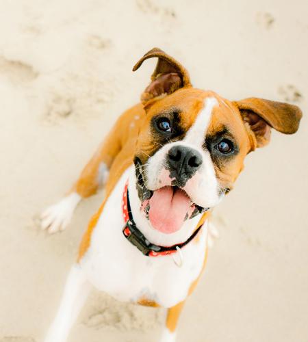 Ein fröhlicher Hund auf Sand, Zunge raus und leuchtende Augen.