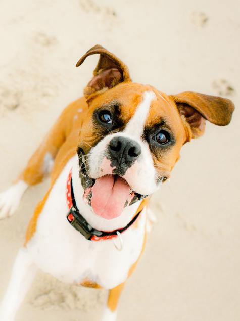Ein fröhlicher Hund auf Sand, Zunge raus und leuchtende Augen.